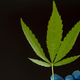 A photo of a cannabis leaf